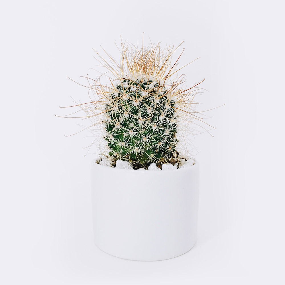 商店 cactus3 free img
