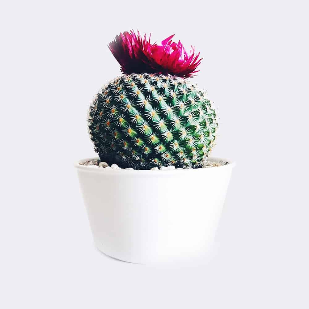 首頁 cactus4 free img