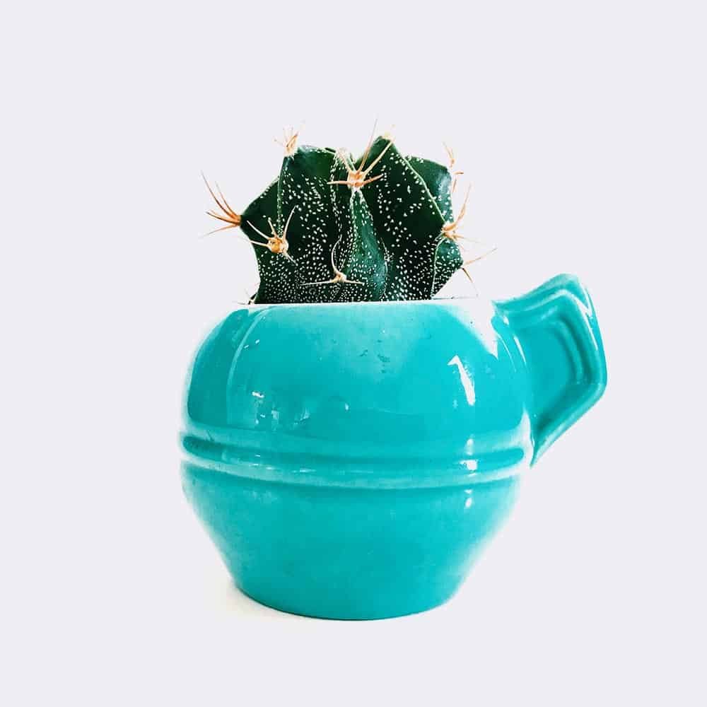 商店 cactus5 free img