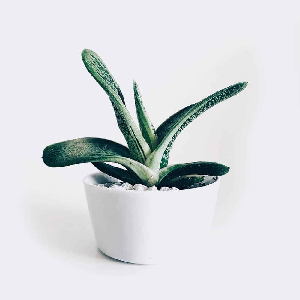 首頁 plant3 free img