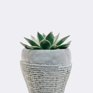 首頁 plant5 free img